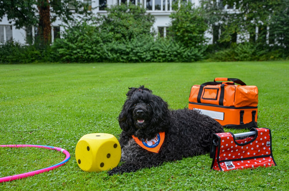 Isabella als Therapiehund