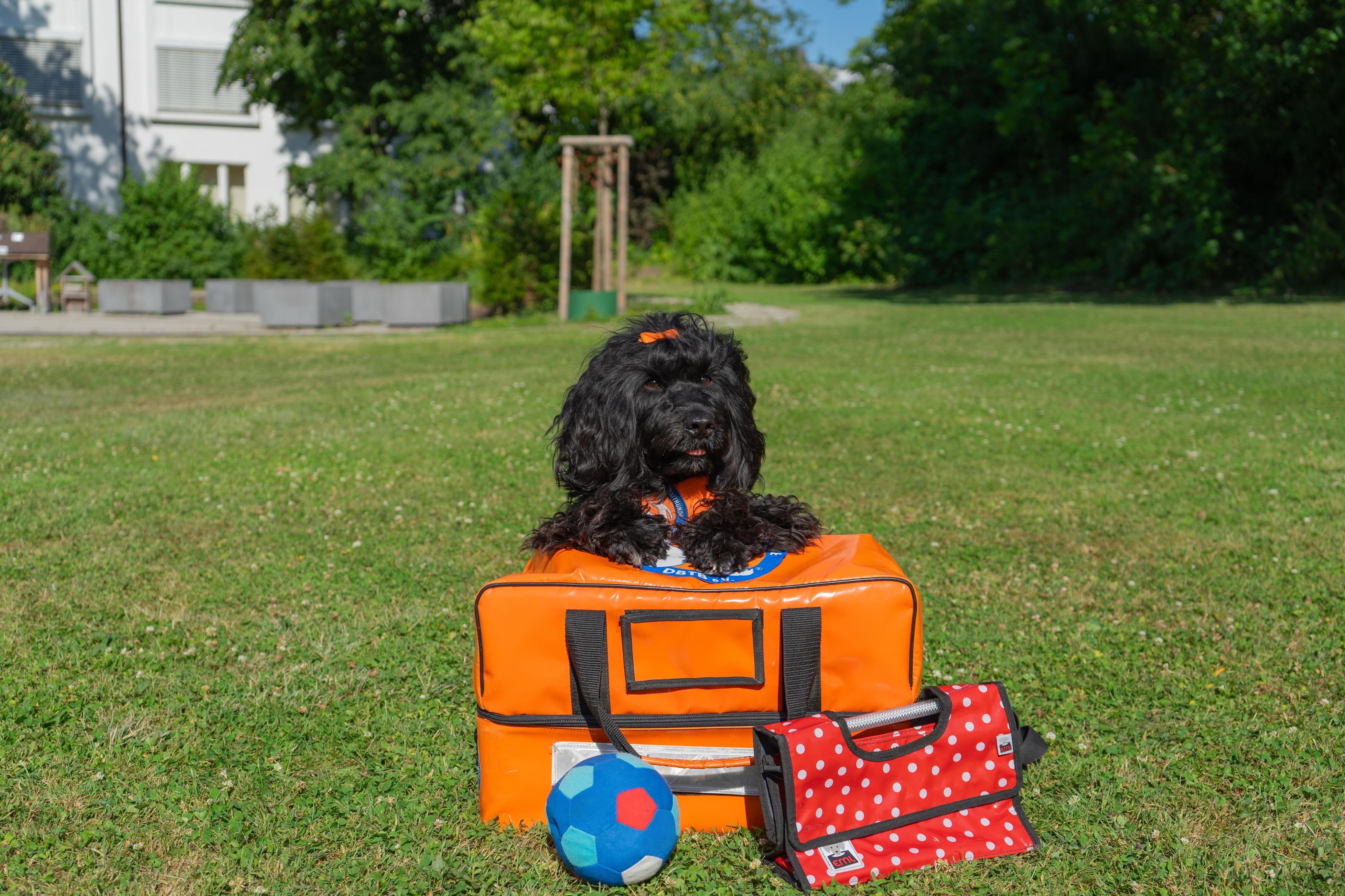 Sofia als Therapiehund