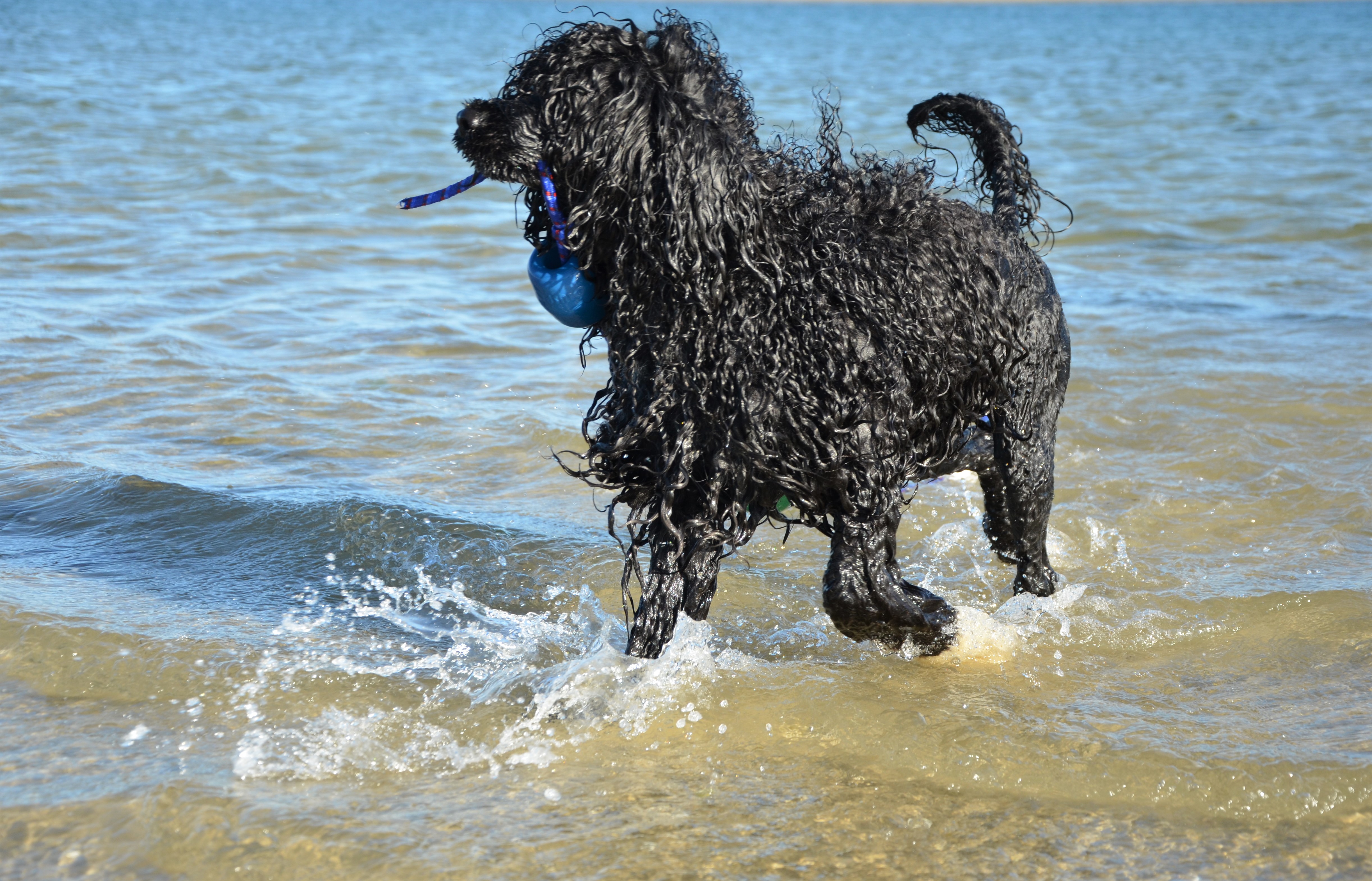 Isabella am Strand in Portugal